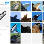 動物の頭部リファレンス探しにおすすめ!「Animal Photo References Search」